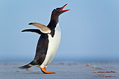 BRD 05 KH0249 01
Gentoo Penguin Singing On Beach At Dusk Falkland Islands