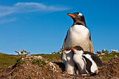 BRD 05 KH0252 01
Gentoo Penguin And Two Chicks Sitting In Nest Falkland Islands