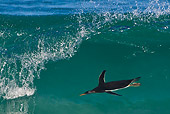 BRD 05 KH0256 01
Gentoo Penguin Surfing In Wave Falkland Islands