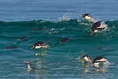 BRD 05 KH0257 01
Gentoo Penguins Surfing In Wave Falkland Islands