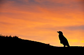 BRD 05 KH0258 01
Silhouette Of Magellanic Penguin Standing On Grass In Falkland Islands