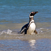 BRD 05 KH0259 01
Magellanic Penguin Emerging From Water After Fishing In Falkland Islands