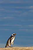 BRD 05 KH0260 01
Magellanic Penguin Walking On Sand Dunes In Falkland Islands