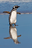BRD 05 KH0261 01
Magellanic Penguin Walking On Beach In Falkland Islands
