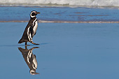 BRD 05 KH0262 01
Magellanic Penguin Walking On Beach In Falkland Islands