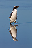 BRD 05 KH0263 01
Magellanic Penguin Walking On Beach In Falkland Islands