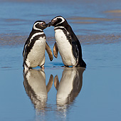 BRD 05 KH0264 01
Two Magellanic Penguins Kissing On Beach In Falkland Islands