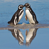 BRD 05 KH0265 01
Two Magellanic Penguins Kissing On Beach In Falkland Islands