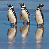 BRD 05 KH0266 01
Three Magellanic Penguins Standing On Beach In Falkland Islands