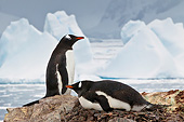 BRD 05 KH0270 01
Gentoo Penguins Brooding On Nest Of Rocks With Icebergs In Background Antarctica