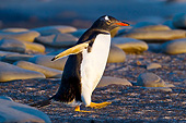 BRD 05 KH0271 01
Gentoo Penguin Returning To Rookery At Sunset Antarctica