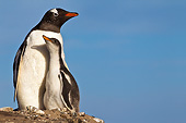 BRD 05 KH0273 01
Gentoo Penguin With Nestling Sitting In Nest Antarctica