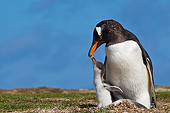 BRD 05 KH0274 01
Gentoo Penguin Chick Begging For Food In Nest Antarctica