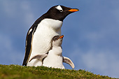 BRD 05 KH0275 01
Gentoo Penguin And Chick Sitting In Nest Antarctica