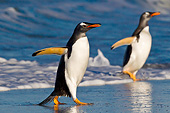 BRD 05 KH0276 01
Two Gentoo Penguins Walking On Beach In Falkland Islands
