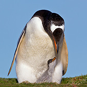 BRD 05 KH0278 01
Gentoo Penguin About To Regurgitate Food For Chick In Falkland Islands