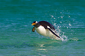 BRD 05 KH0280 01
Gentoo Penguin Porpoising On Wave In Falkland Islands