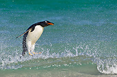 BRD 05 KH0281 01
Gentoo Penguin Surfing Wave In Falkland Islands
