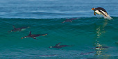 BRD 05 KH0282 01
Gentoo Penguins Surfing Wave In Falkland Islands