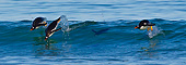 BRD 05 KH0283 01
Gentoo Penguins Surfing Wave In Falkland Islands
