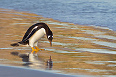 BRD 05 KH0284 01
Gentoo Penguin Looking At Reflection On Beach In Falkland Islands