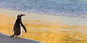 BRD 05 KH0285 01
Gentoo Penguin Standing On Beach At Sunset In Falkland Islands