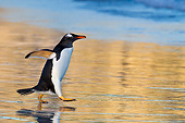 BRD 05 KH0287 01
Gentoo Penguin Walking On Beach At Sunset In Falkland Islands
