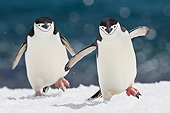 BRD 05 KH0288 01
Two Chinstrap Penguins Climbing To Rookery On Seabed Antarctica