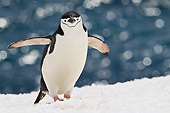 BRD 05 KH0289 01
Chinstrap Penguin Climbing To Rookery On Seabed Antarctica