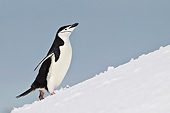 BRD 05 KH0290 01
Chinstrap Penguin Climbing To Rookery On Seabed Antarctica