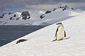 BRD 05 KH0291 01
Chinstrap Penguin Standing On Snowy Hill Antarctica