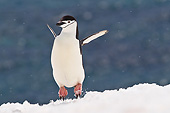 BRD 05 KH0292 01
Chinstrap Penguin Jumping In Snow Antarctica
