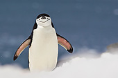 BRD 05 KH0293 01
Chinstrap Penguin Climbing To Rookery Antarctica