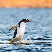 BRD 05 KH0295 01
Gentoo Penguin Crossing Lagoon In Falkland Islands