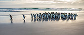 BRD 05 KH0296 01
Group Of King Penguins Walking On Beach Falkland Islands
