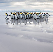 BRD 05 KH0304 01
Group Of King Penguins Walking On Beach Falkland Islands
