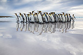 BRD 05 KH0305 01
Group Of King Penguins Walking On Beach Falkland Islands