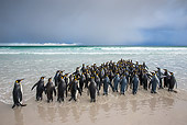 BRD 05 KH0307 01
Group Of King Penguins Entering Ocean Falkland Islands