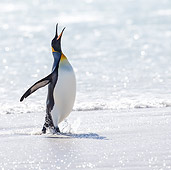 BRD 05 KH0311 01
King Penguin Singing On Beach Falkland Islands