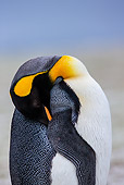 BRD 05 KH0313 01
Portrait Of King Penguin Sleeping On Beach Falkland Islands