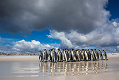 BRD 05 KH0314 01
Group Of King Penguins Walking On Beach Under Cumulus Clouds Falkland Islands