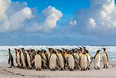 BRD 05 KH0315 01
Group Of King Penguins Standing On Beach Under Cumulus Clouds Falkland Islands