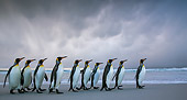 BRD 05 KH0316 01
Group Of King Penguins Walking On Beach In Storm Falkland Islands