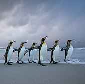 BRD 05 KH0317 01
Six King Penguins Walking On Beach In Storm Falkland Islands