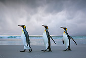 BRD 05 KH0318 01
Three King Penguins Walking On Beach In Storm Falkland Islands