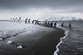 BRD 05 KH0319 01
Group Of King Penguins Entering Sea After Snowstorm South Georgia, Antarctica