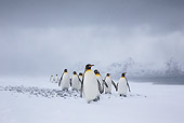 BRD 05 KH0321 01
Group Of King Penguins Walking On Beach In Blizzard South Georgia, Antarctica