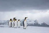 BRD 05 KH0322 01
Group Of King Penguins Walking On Beach In Snowstorm South Georgia, Antarctica