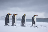 BRD 05 KH0323 01
Four King Penguins Walking On Beach In Snowstorm South Georgia, Antarctica