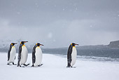 BRD 05 KH0324 01
Four King Penguins Walking On Beach In Snowstorm South Georgia, Antarctica